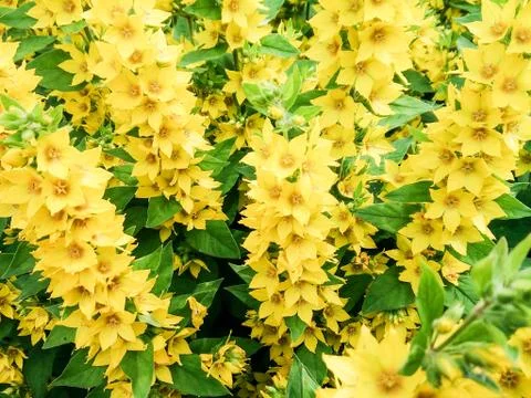 Yellow Hypericum flowers. Stock Photos