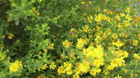Yellow Hypericum perforatum Flower Stock Footage 142459118