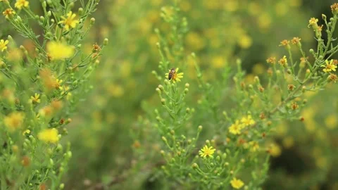 Yellow Hypericum perforatum Flower Stock Footage 142461007