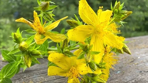 Yellow hypericum in the wind close up Stock Footage 244385606