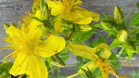 Yellow hypericum in the wind close up Stock Footage 244385623