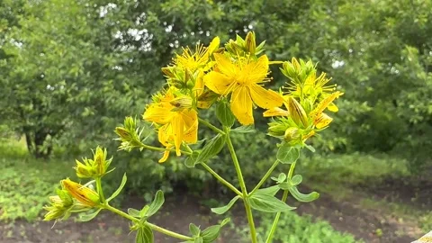 Yellow hypericum in the wind close up Video stock 244385635