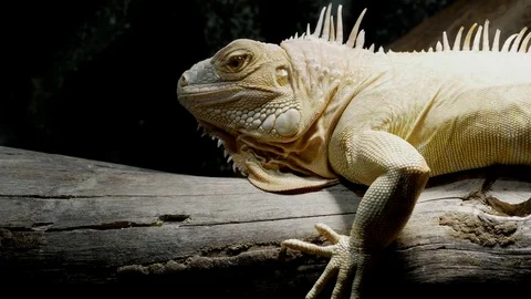 Yellow Iguana Video stock 74877636