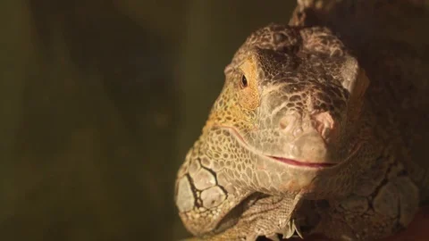 Yellow iguana looking into the camera Stock Footage 74517126