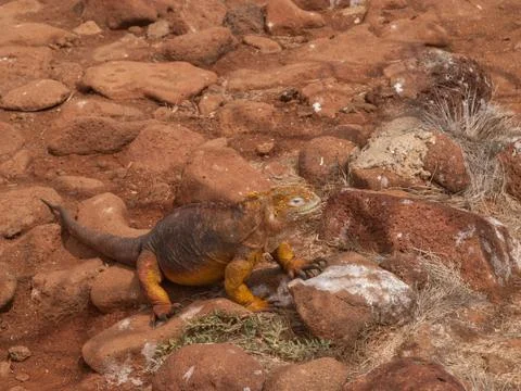 Yellow Iguana Stock Photos