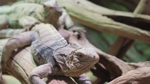 Yellow iguana on tree in rainforest, Rio Tempisque Guanacaste, Costa Rica Stock Footage 250456740