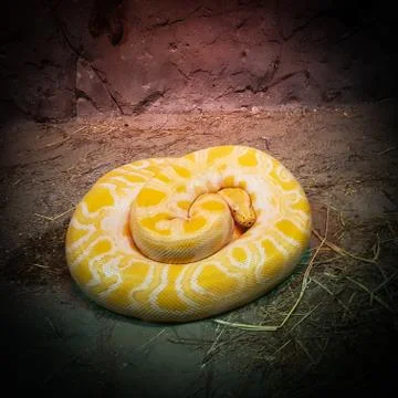 Yellow indian black tailed python, python molurus Stock Photos