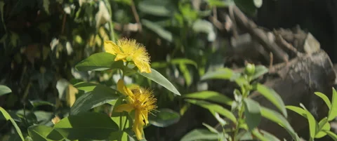 Yellow inflorescence of Hypericum Calycinum anamorphic 5.7K video Stock Footage 312246765