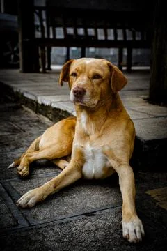 Yellow innocent young dog looking at owner sadly Stockfoto's