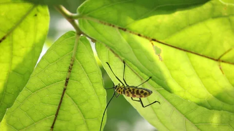 Yellow insect Stock Footage 31873979