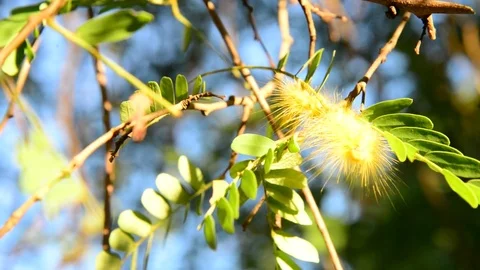 Yellow insect in nature Stock Footage 79866900