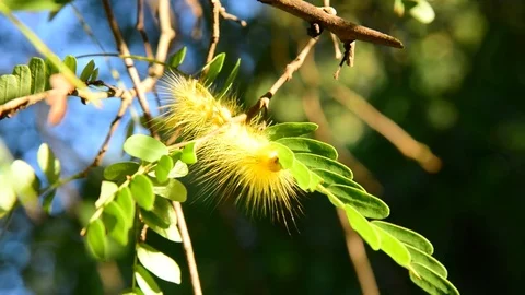 Yellow insect in nature Stock Footage 79866911