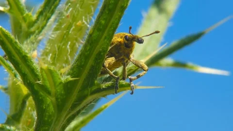 Yellow insect Snout Beetle close-up on plant against blue sky Stock Footage 171011091
