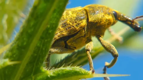 Yellow insect Snout Beetle close-up moves through Milk Thistle leaves Stock Footage 197068168