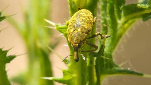 Yellow insect Snout Beetle close-up moves through Milk Thistle leaves Stock Footage 197068192