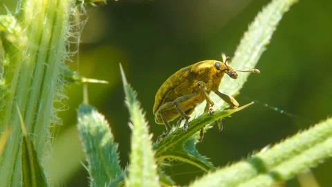 Yellow insect Snout Beetle close-up moves through Milk Thistle leaves Stock Footage 197068231