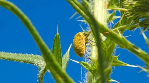 Yellow insect Snout Beetle crawls on a plant close-up against blue sky Stock Footage 171415499