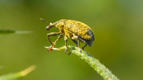 Yellow insect Snout Beetle crawls on a leaf of a plant close-up Stock Footage 171415547