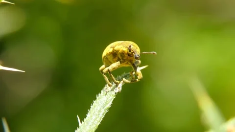 Yellow insect snout beetle on leaf takes off close-up Video stock 197068252