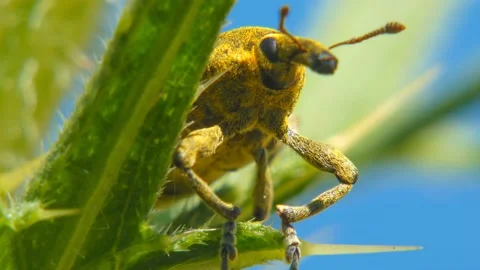 Yellow insect Snout Beetle macro close-up on plant moves its trunk Stock Footage 171011098