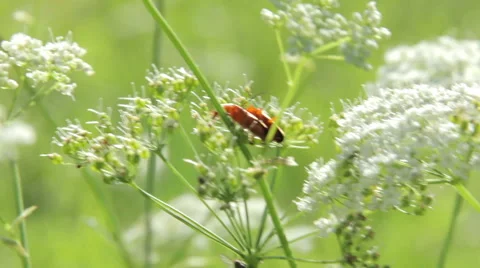 Yellow insects copulate on a field flower Stock Footage 52974466