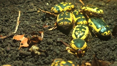 Yellow Insects Stock Footage 98679247