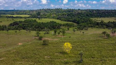 Yellow Ipe Tree and Attalea Palm in Amazon Cattle Pasture Stock Photos