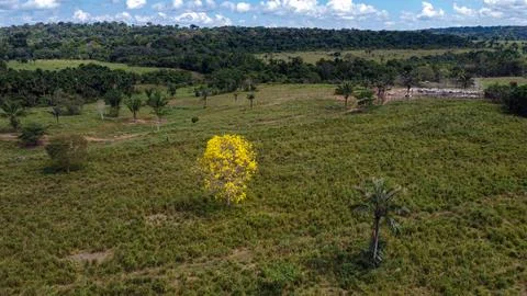 Yellow Ipe Tree and Attalea Palm in Amazon Cattle Pasture Stock Photos