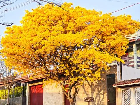 Yellow ipe tree in bloom Stock Photos