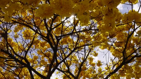 Yellow ipe tree blooming vibrantly in Brazilian nature Stock Footage 316191294