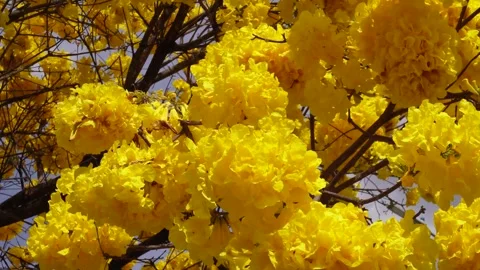 Yellow ipe tree blooming vibrantly in Brazilian nature Stock Footage 324593422