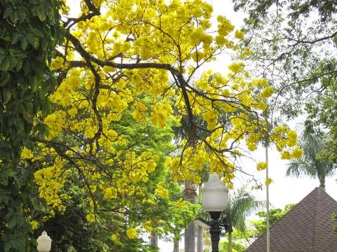 Yellow ipe tree in the city Stock Photos