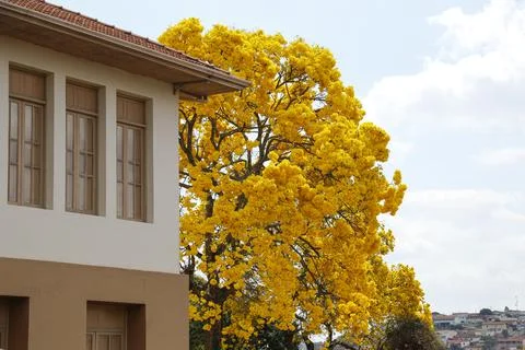 Yellow ipe tree in the city Stock Photos