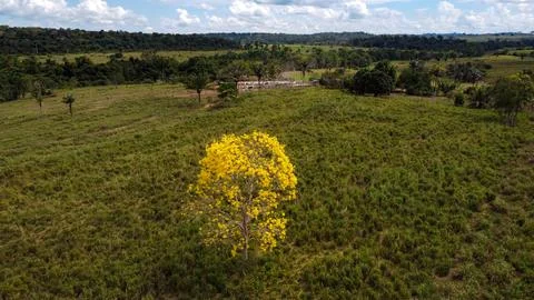 Yellow Ipe Tree Early Bloom Handroanthus Albus Amazon Pasture Stock Photos
