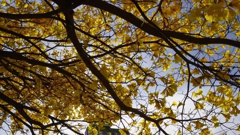 Yellow Ipe Tree Flowers Fallen on the Sidewalk Stock Footage 334568762