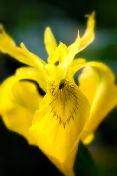 Yellow Iris and Fly 库存照片