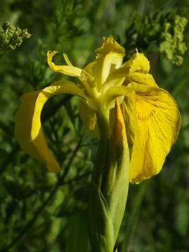 Yellow Iris in Bloom 2 Stock-Fotos