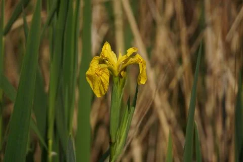 Yellow Iris in Bloom 3 Stock-Fotos