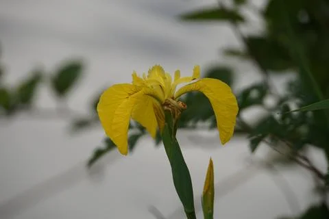 Yellow Iris in Bloom 4 Stock Photos