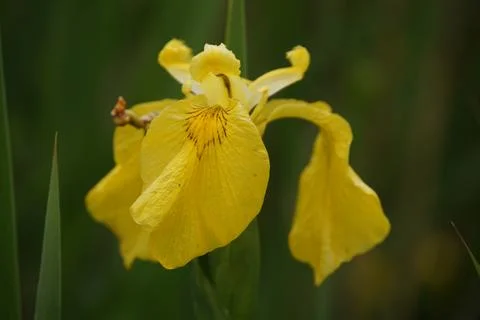Yellow Iris in Bloom 5 Stock Photos