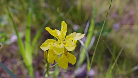 Yellow iris bloom beside lakeside water 스톡 동영상 311892877