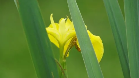 Yellow Iris bloom in grass close-up Stock Footage