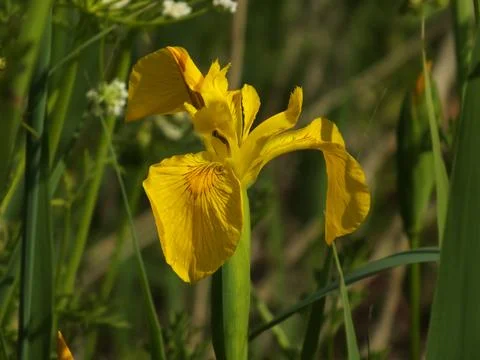 Yellow Iris in Bloom Foto stock