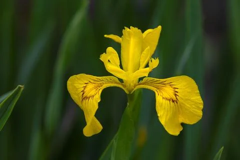 Yellow Iris in Bloom Foto stock