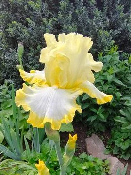 Yellow Iris blooming. Close-up. 22 Stock Photos