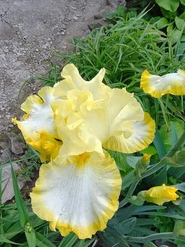 Yellow Iris blooming. Close-up. 23 Stock Photos