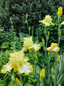 Yellow Iris blooming. Close-up. 26 Foto stock