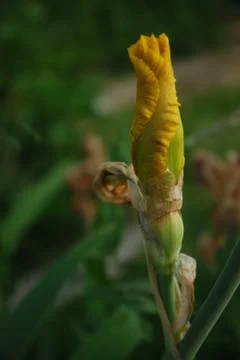 Yellow Iris Blossom Stock Photos