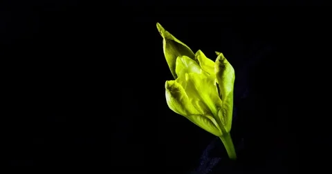 Yellow iris bud blossoms Stock Footage 79399661