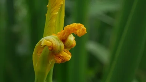 YELLOW IRIS BUD (IRIS PSEUDACORUS) Stock Footage 96021027